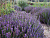 картинка Иссоп лекарственный (трава), 50г от магазина Травомаркет